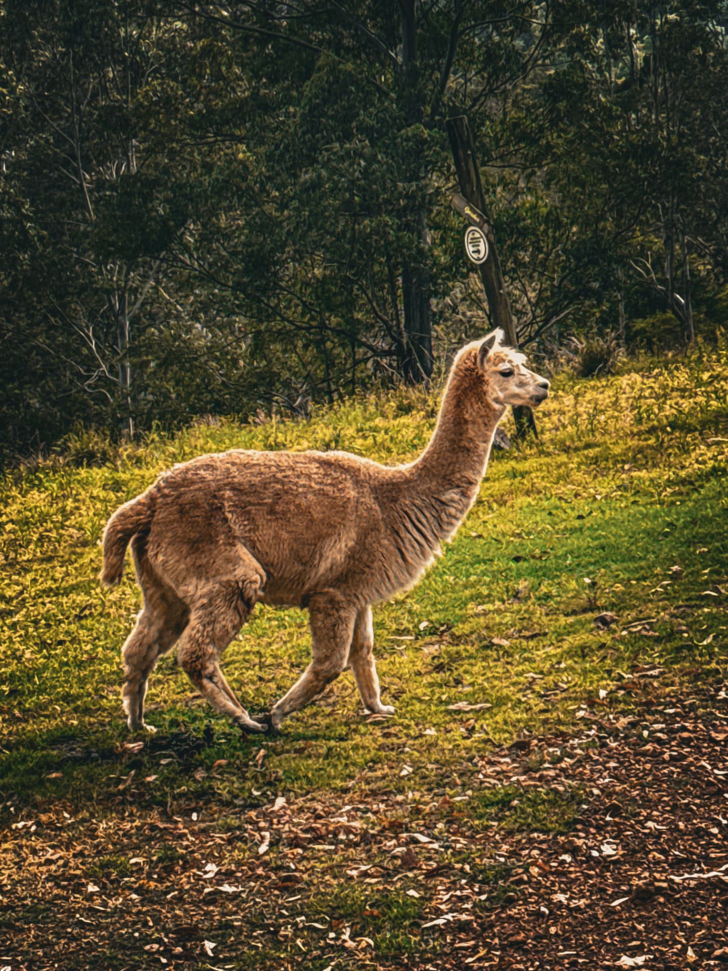 An alpaca walking through the golden paddock
