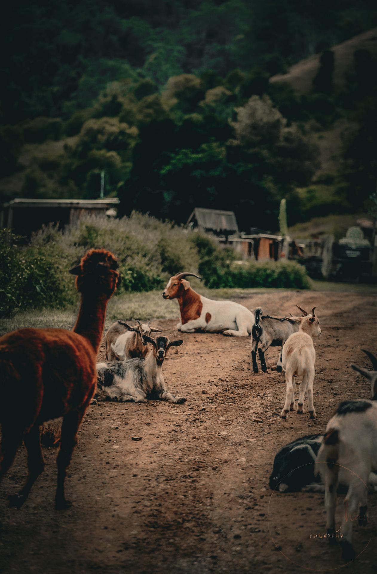 Goats and an alpaca resting on the farm track below the forest
